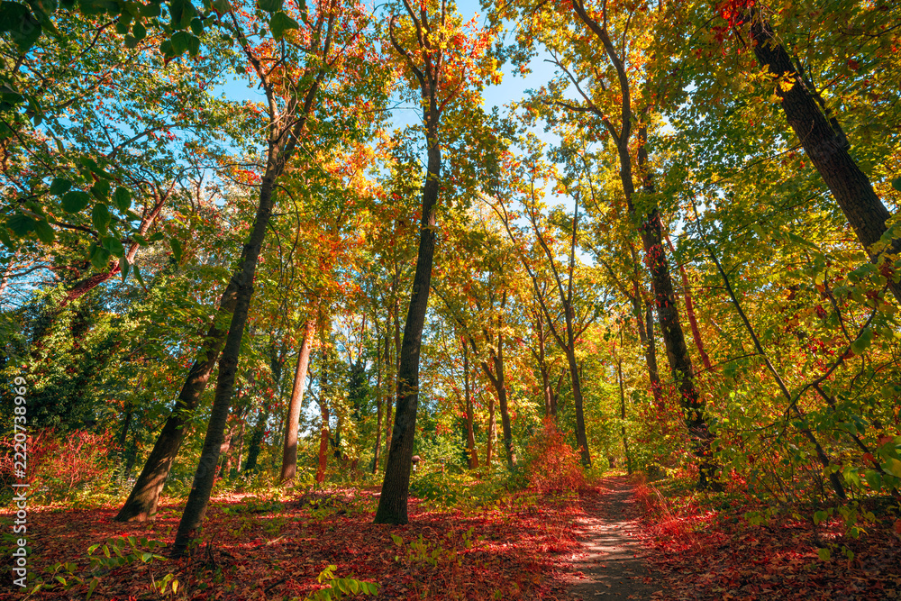 Fototapeta premium Scenic autumn forest transition green golden foliage tall trees path early fall colorful leaves. Peaceful nature landscape view. Quiet hiking wellbeing seasonal woodland background wallpaper