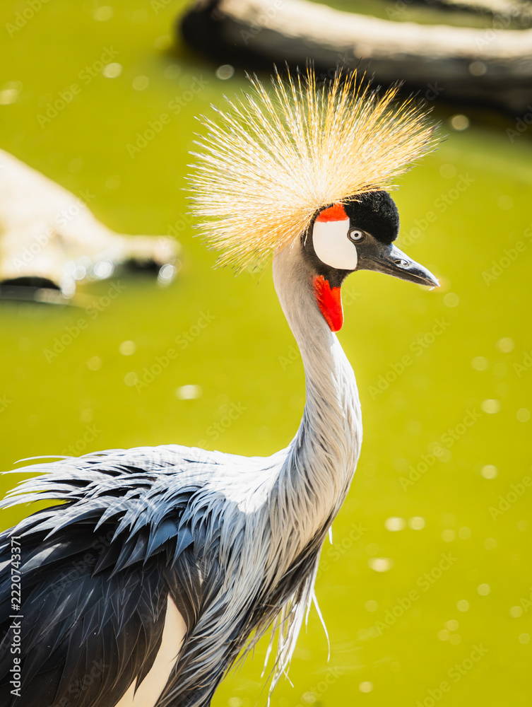 Fototapeta premium Close-up portrait of a grey crowned crane with vibrant golden crest feather crown