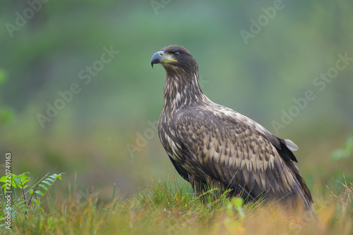 Eagle in misty morning scenery