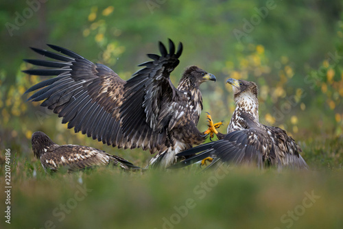 Two juvenile eagles fight in autumn scenery