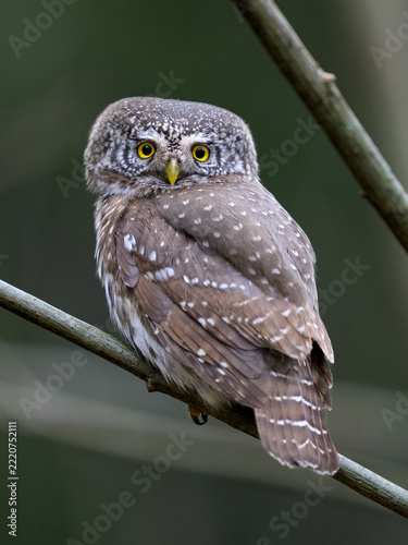 Pygmy owl portrait in the forest scenery