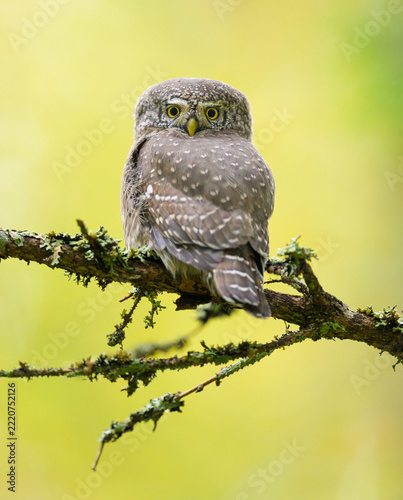 Pygmy owl in the autumn forest scenery
