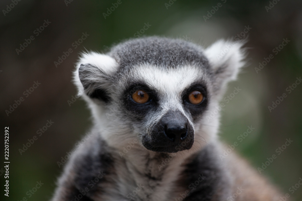 Obraz premium A portrait of a lemur against a green background, close‑up