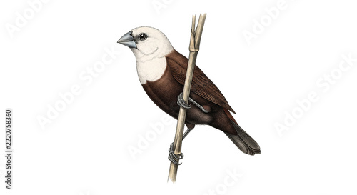 White-headed Munia  white-headed bird in the rice fields.