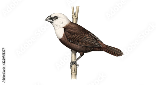 White-headed Munia  white-headed bird in the rice fields.