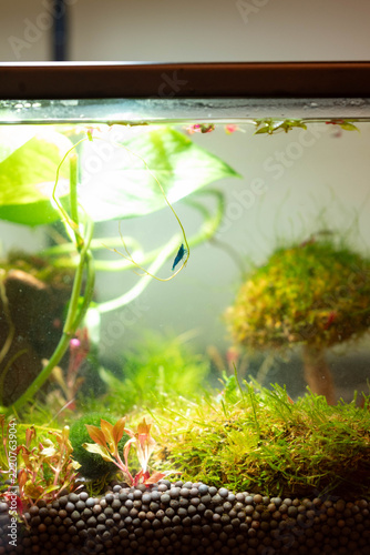 Inside shrimp fish tank ecosystem