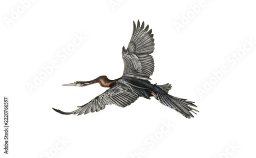 The Oriental Darter—a bird that looks like a snake when swimming.