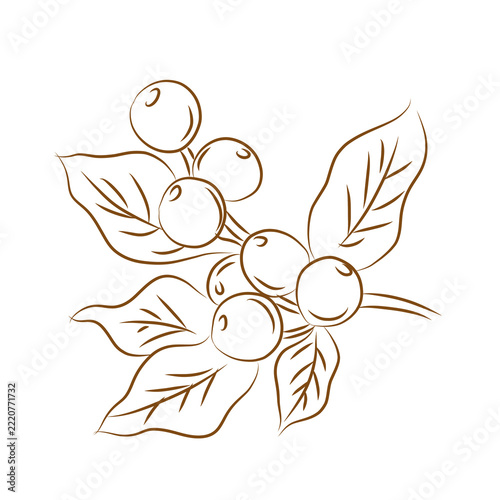 Coffee Beans and Leaves Hand Drawn Line Art Illustration
