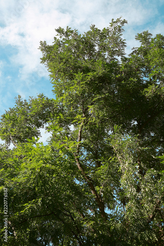 Tree with green leaves - view against the blue sky
