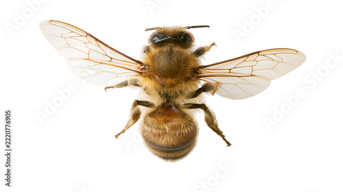 Detailed top view of a honey bee with spread wings and fuzzy brown body