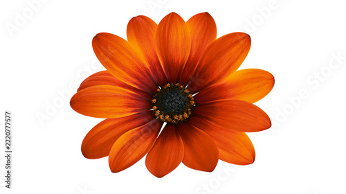 Obraz na plátně Vibrant orange osteospermum flower with dark center and textured petals