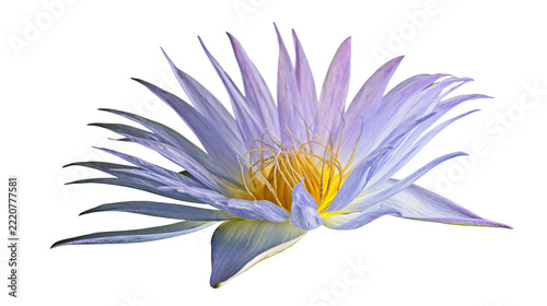 Obraz na plátně Light purple water lily flower with yellow stamen and pointed petals