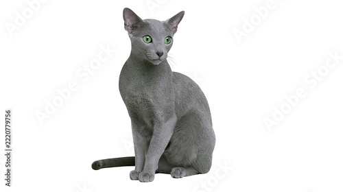 Fotografie Elegant grey Oriental Shorthair cat with striking green eyes sitting upright