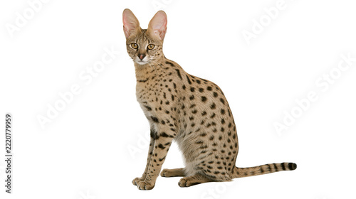 Obraz na plátně Savannah cat with spotted golden fur sitting and looking forward