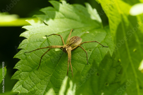 Listspinne auf einem Blatt