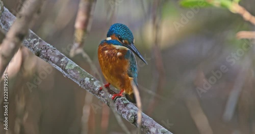Kingfisher perching on tree branch, Alcedo atthis observing water for prey, natural wildlife behavior in riverine habitat, documentary photography.