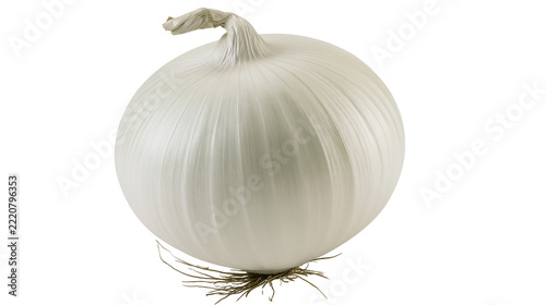 Fresh whole white onion with thin papery skin and fibrous roots