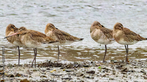 Several birds with long legs stand on a rocky shore near the water.