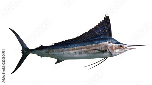Fotografie Large Atlantic sailfish with prominent dorsal fin and elongated bill