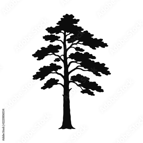 Mature Pine Tree Silhouette with Spreading Branches, Black Vector Illustration
