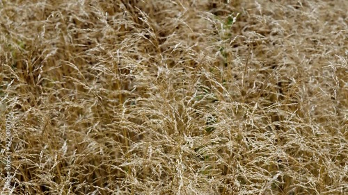 golden dry grass field swaying gently in the wind video screenshot, close up of dry wild grass ears waving in autumn wind outdoors, golden cereal plant stalks blowing in breeze in sunny field video