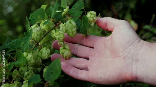 man hand touching and inspecting green hop cones on branch video, close up of male farmer hand touching hops harvest outdoors, hand examining fresh hop cones on wild vine video screenshot