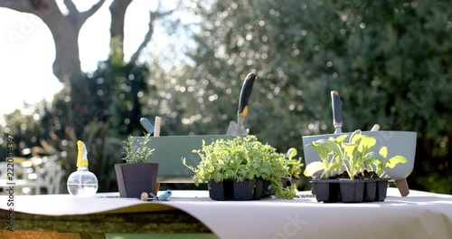 Camera is pulling back as breeze is stirring seedling trays on paper table for transplanting prep