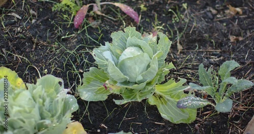 Camera is panning, revealing garden bed cabbage and seedlings for health check as dew is glistening