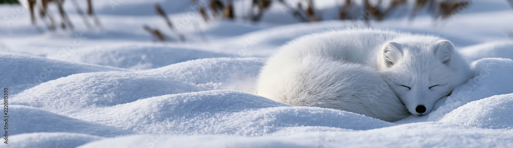 Naklejka premium Arctic fox curled up sleeping on soft snow in bright winter landscape