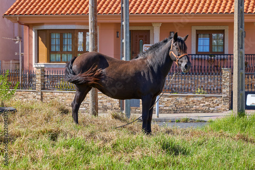 Dark horse standing on grass near residential houses in Galicia Spain.