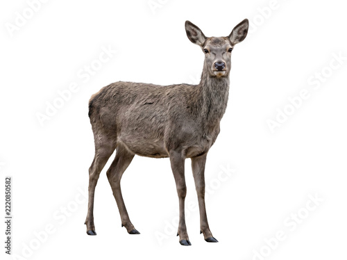 Fotografie Full body portrait of a red deer hind standing isolated against a clean transpar