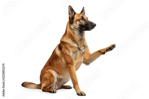 Obraz na plátně Belgian malinois dog sitting and giving a paw isolated on a