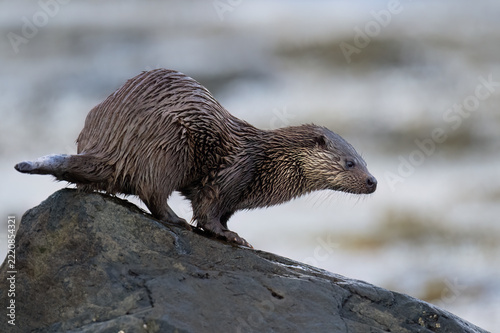 European Otter (Lutra lutra) at the edge of a stormy loch on the Isle of Mull