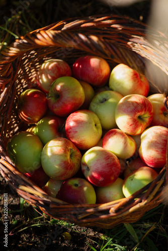 Ripe Red and Yellow Apples in a Rustic Wicker Basket. Freshly harvested apples in basket surrounded by garden foliage. Traditional harvest organic farming, healthy eating, and seasonal abundance.