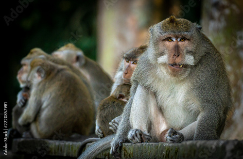 Obraz na plátně Troop of wild macaque monkeys sitting together on a stone wall in Sacred Monkey