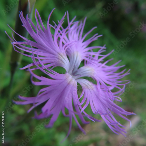 日本で秋にカワラナデシコがピンク色の花を咲かせています