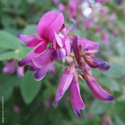 日本で秋にヤマハギがピンク色の花を咲かせています