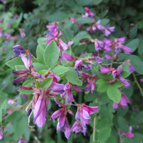 日本で秋にヤマハギがピンク色の花を咲かせています