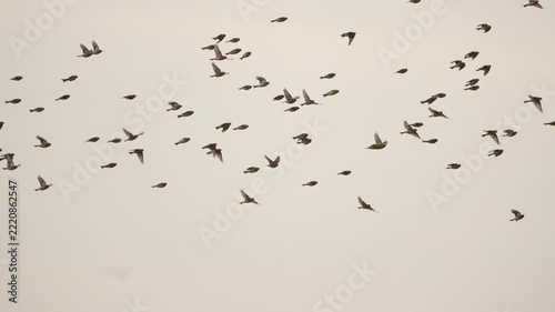 A swarm of twites (Linaria flavirostris) - slow motion