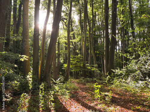 Magical Sunbeams and Light Rain Showers in a  Beech Forest
