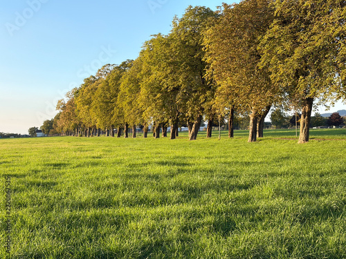 Chestnut Tree Avenue Along a Green Meadow