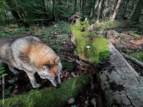 Wolf-like dog in a mossy autumn forest