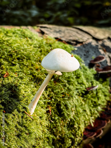 White Slimy Beech Mushroom Growing in a Vibrant Mossy Forest