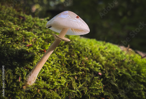 White Slimy Beech Mushroom Growing in a Vibrant Mossy Forest
