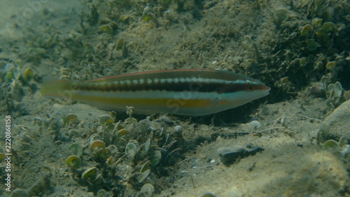 Mediterranean rainbow wrasse (Coris julis) undersea, Ligurian Sea, Italy, Imperia