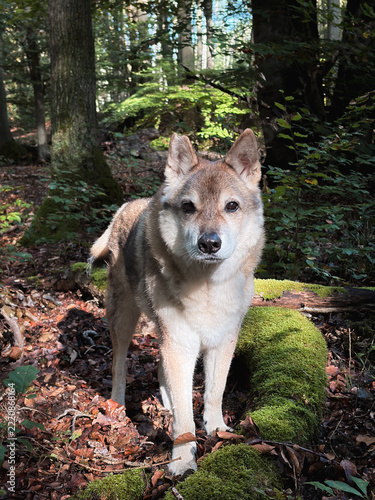 Beautiful portrait of a wolfdog standing in the forest