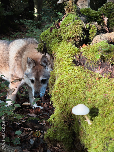 Wolf-like dog in a mossy autumn forest