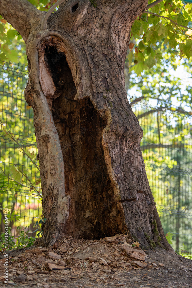 Fototapeta premium Large decayed hollow opening in old tree trunk
