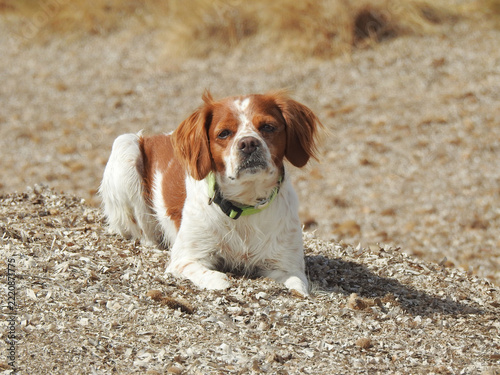 Spaniel breton