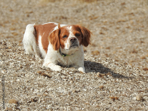 Spaniel breton